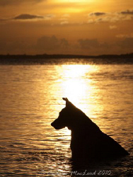 Chivas the dog at Lissenung had befriended a local turtle... by Andrew Macleod 